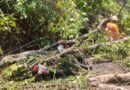 गुलमोहराचे झाड पडून ६ वाहनांची नुकसानी.  वाळपई मामलेदार कार्यालयानजीक घटना