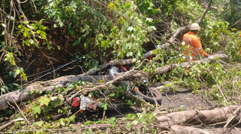 गुलमोहराचे झाड पडून ६ वाहनांची नुकसानी.  वाळपई मामलेदार कार्यालयानजीक घटना